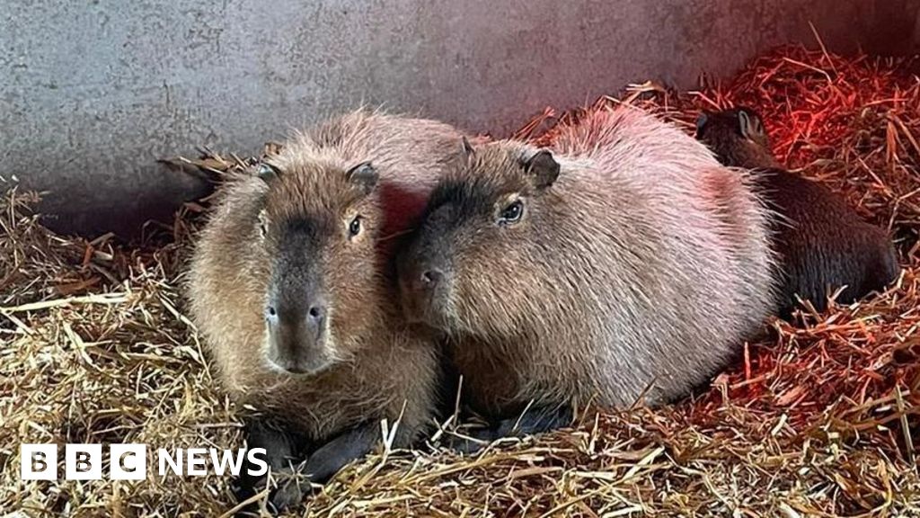 Escaped capybara 'probably living its best life'